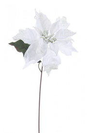 12x Poinsettia Glaciers Bianco H40Cm