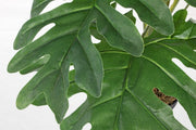 Planta de filodendro moleteado 90h cm