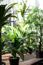 2x Dracena Plant C-Jarrón 24 hojas Alt. 65