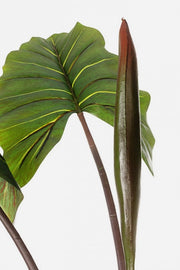 Planta decorativa 10 hojas Dieffenbachia