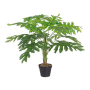 Planta de filodendro moleteado 90h cm
