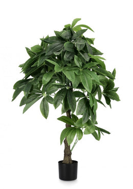 2x Pachira Aquatica Plant C-Pot 280F H120