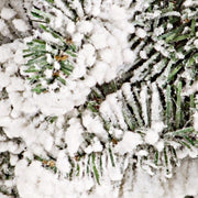 Corona Oregon D60 6x