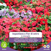 Semillas De Impatiens O Flor De Cristal En Mezcla