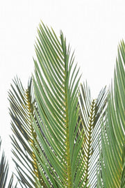 Planta con Cycas de palma de maceta 28 hojas 120h cm