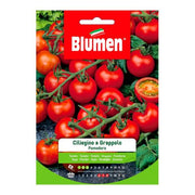 Semillas de Tomate Cherry Cluster Pachino