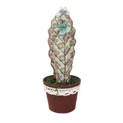 Cactus verde redondo cmø13h35