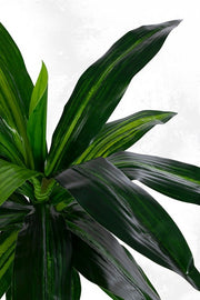 2x Dracena Plant C-Jarrón 24 hojas Alt. 65