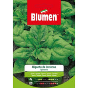 Semillas de Espinaca Gigante de Invierno Blumen