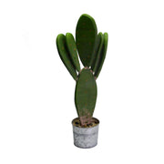 Planta de cactus con maceta redonda cmø12h22