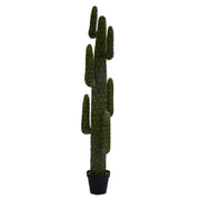 Plantas de cactus mexicanas con maceta negra CMø40 H 183