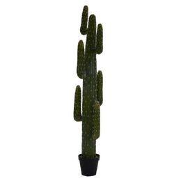 Plantas de cactus mexicanas con maceta negra CMø40 H 183