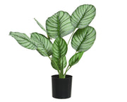 Planta Calathea en poliéster con maceta D44x31h cm