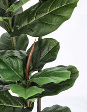 2x Ficus Lyrata Planta C-jarrón 39 hojas Alt.145