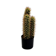 Planta de cactus con maceta redonda cmø13h42