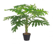 Planta de filodendro moleteado 90h cm