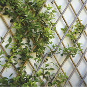 TRUSS EXTENSIBLE BAMBÚ 90X180