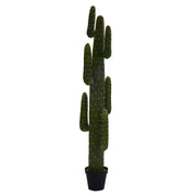 Plantas de cactus mexicanas con maceta negra CMø40 H 183