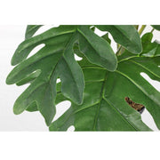 Planta de filodendro moleteado 90h cm