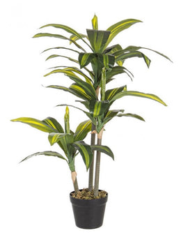 2x Dracena Planta C-Jarrón 43Hojas H88Cm