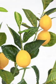 Limonero con maceta 198 hojas altura 120 cm