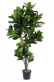 Decoración del hogar planta Ficus Lyrata con maceta