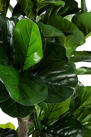 Decoración del hogar planta Ficus Lyrata con maceta