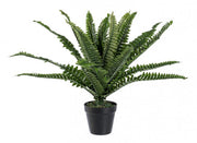 2x Helecho Planta C-Jarrón 24Hojas H45Cm
