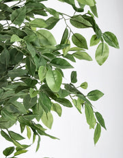 2x Banyan Plant C-Vase 2480 Hojas H210