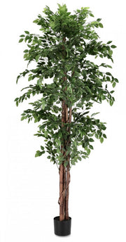 2x Banyan Plant C-Vase 2480 Hojas H210