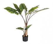 Planta decorativa 10 hojas Dieffenbachia